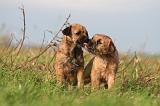 BORDER TERRIER 159